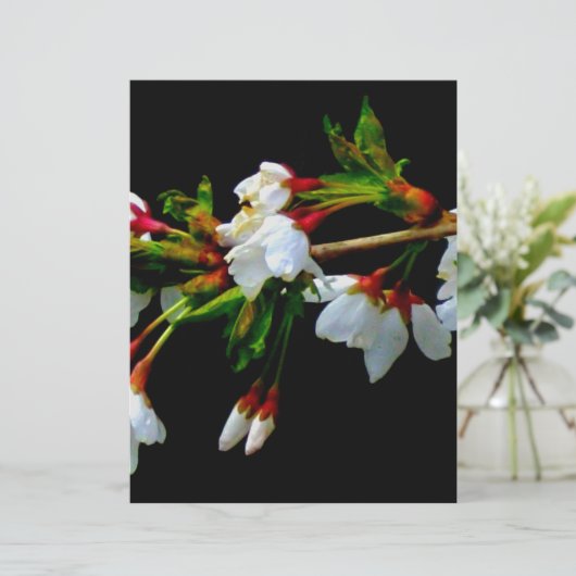 Elegant Black White flowering white Blossom (Standing Front)