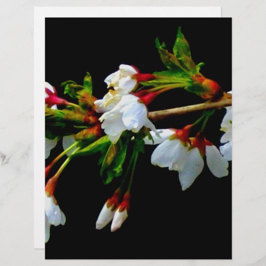 Elegant Black White flowering white Blossom (Front/Back)