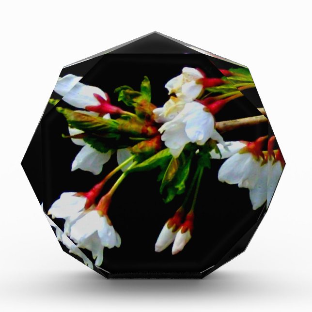 Elegant Black White flowering white Blossom Award (Front)