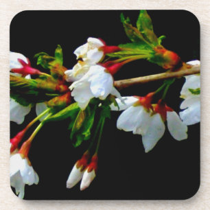 Elegant Black White flowering white Blossom Beverage Coaster