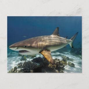 Elegant blue and white shark fish Personalized Holiday Postcard