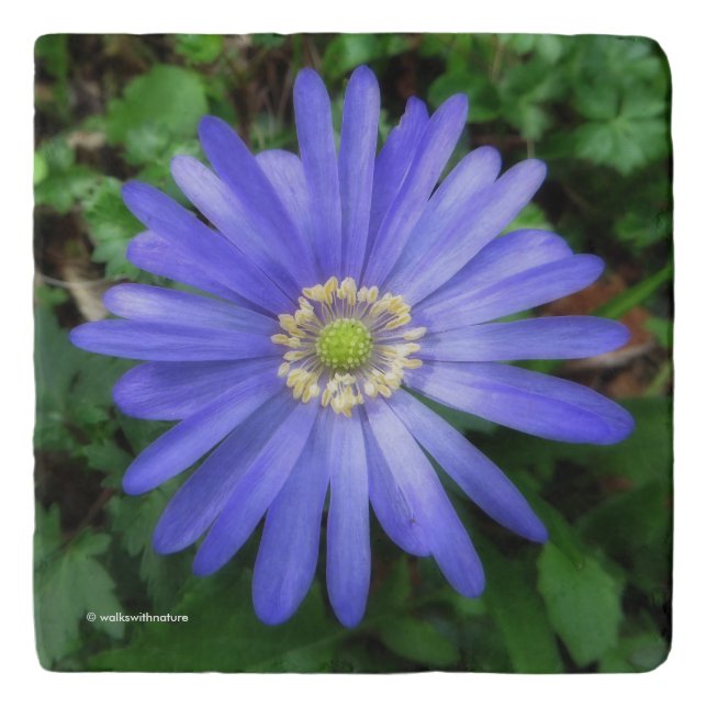 Elegant Blue Anemone Flower Trivet (Front)