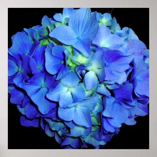 Elegant blue floral blue roses blue hydrangeas  poster