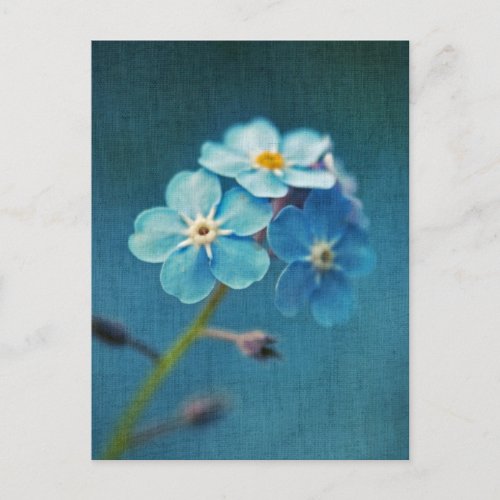 Elegant Blue Flowers Forget me not  Postcard