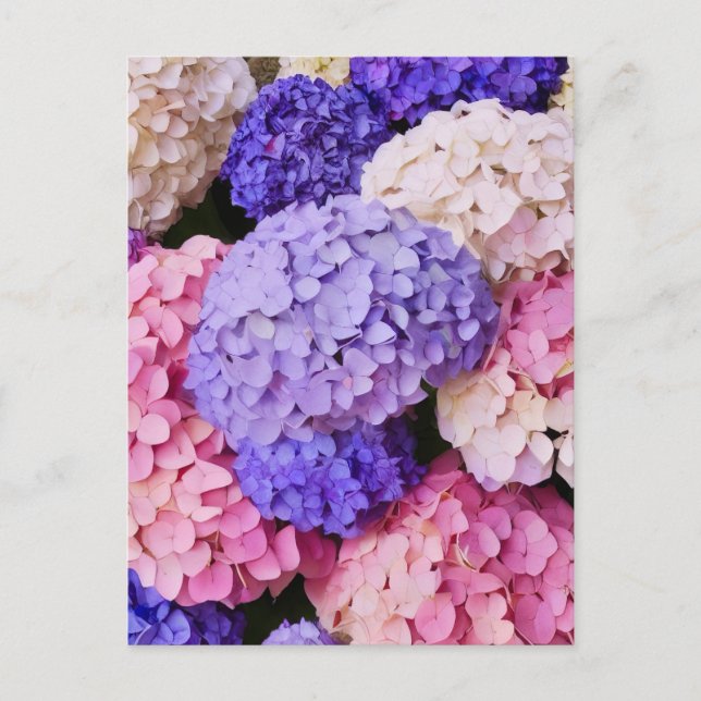 Elegant Blue Hydrangea Floral image Postcard (Front)