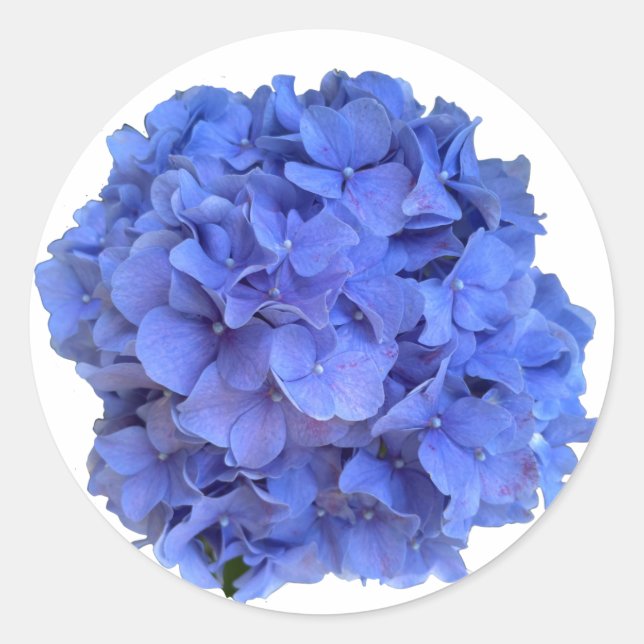 Elegant Blue periwinkle floral hydrangeas  Classic Round Sticker (Front)