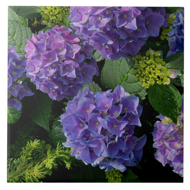 Elegant blue purple magenta green floral hydrangea ceramic tile (Front)