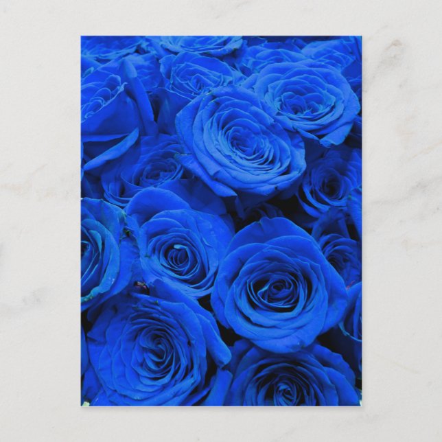 Elegant blue roses blue flowers blue floral postcard (Front)