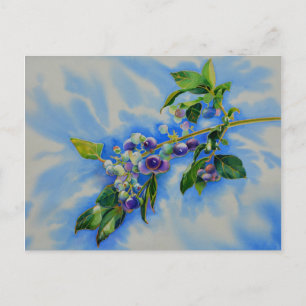 Elegant Blueberry watercolor painting Postcard
