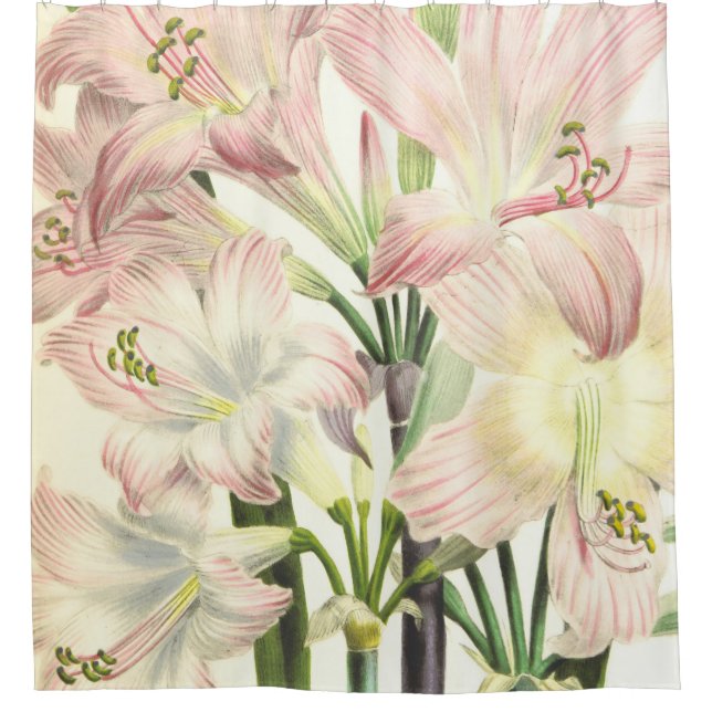 Elegant Blush Lilies Shower Curtain (Front)