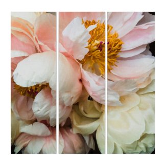 Elegant Blush Pink and Cream Peonies  Triptych