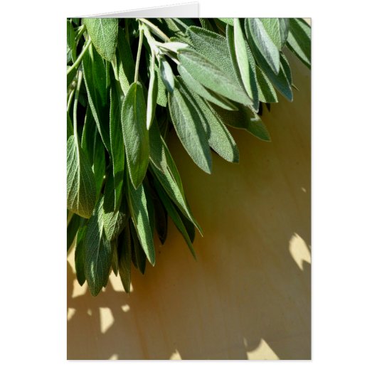 Elegant botanical green herbs leaves sage (Front)