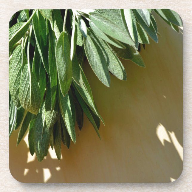 Elegant botanical green herbs leaves sage beverage coaster (Front)