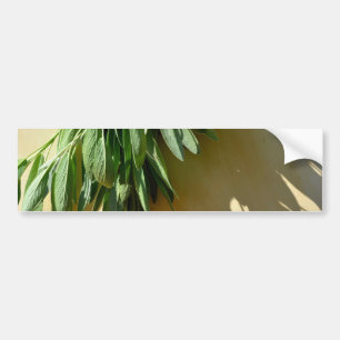 Elegant botanical green herbs leaves sage bumper sticker