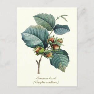 Elegant Botanical Vintage Hazelnut Fruit Postcard