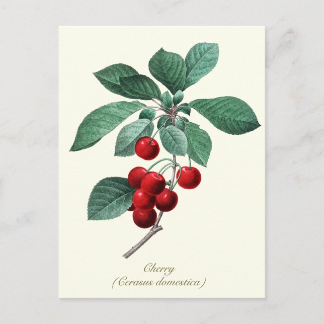 Elegant Botanical Vintage Sweet Red Cherry Fruit Postcard (Front)