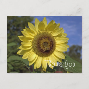 Elegant, bright summer yellow sunflower thank you postcard