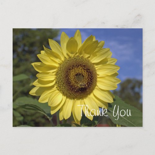 Elegant bright summer yellow sunflower thank you postcard