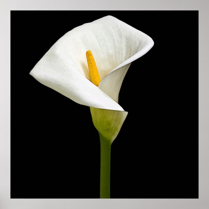 Elegant Cala Lily Print