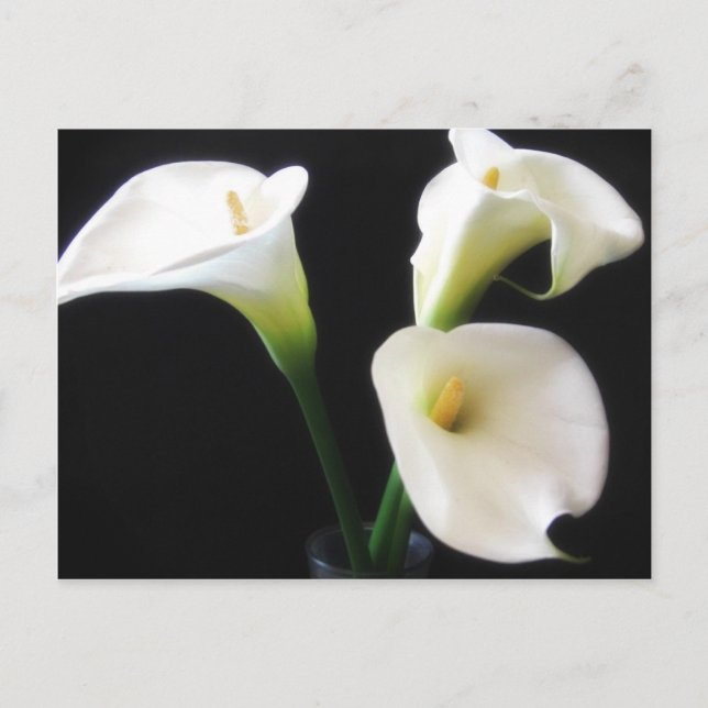 Elegant Calla Lily Flowers 12 Postcard (Front)