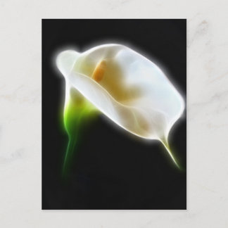 Elegant Calla Lily Flowers 3 Modern Postcard