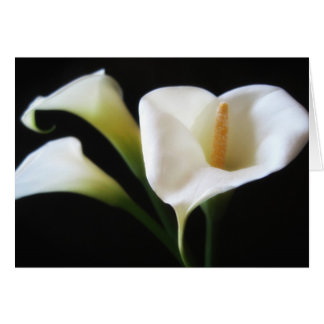 Elegant Calla Lily Flowers 9 Cards