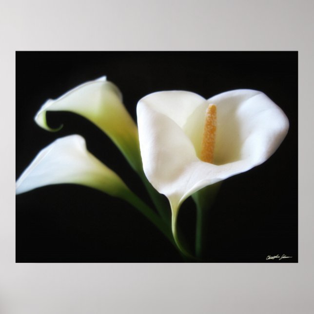 Elegant Calla Lily Flowers 9 Poster (Front)