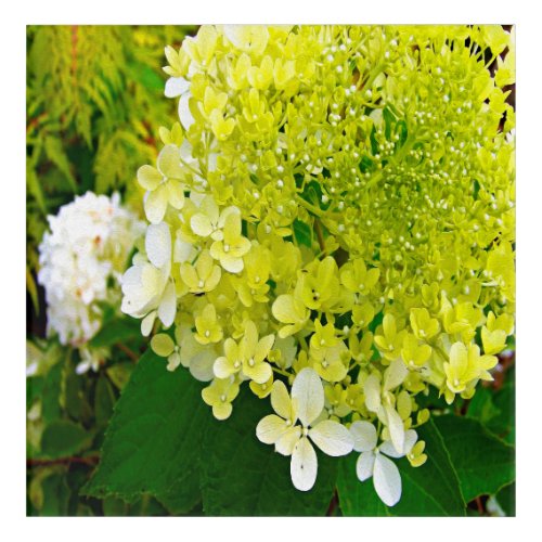 Elegant Chartreuse Green Limelight Hydrangea Acrylic Print