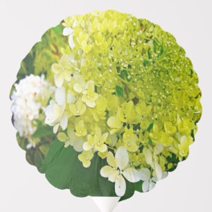 Elegant Chartreuse Green Limelight Hydrangea Balloon