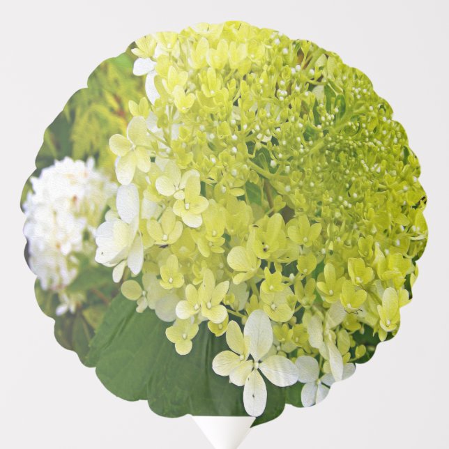 Elegant Chartreuse Green Limelight Hydrangea Balloon (Front)
