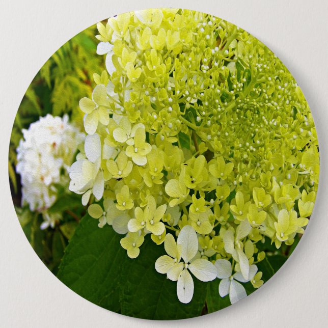 Elegant Chartreuse Green Limelight Hydrangea Button (Front)