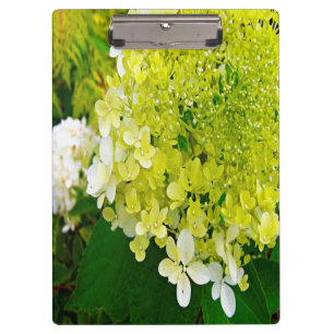 Elegant Chartreuse Green Limelight Hydrangea Clipboard