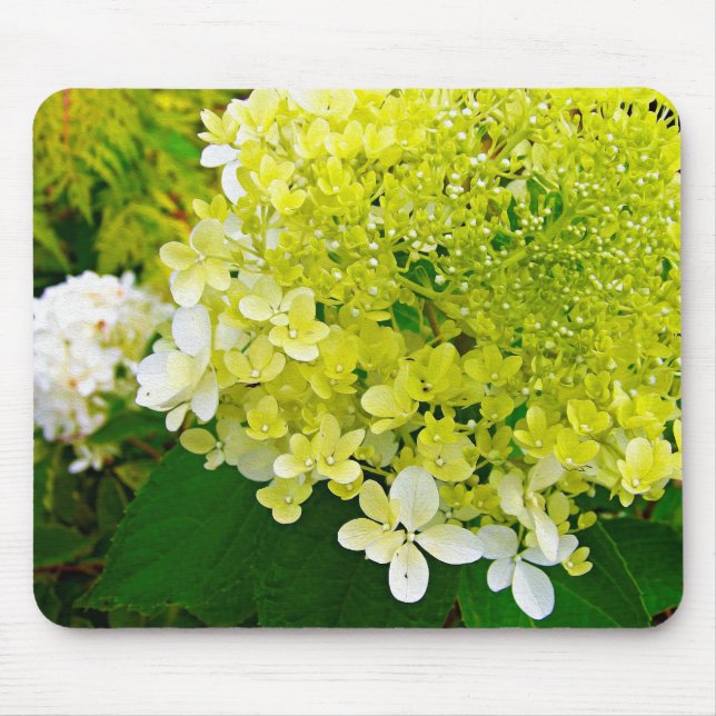 Elegant Chartreuse Green Limelight Hydrangea Mouse Pad (Front)