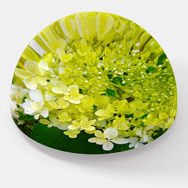 Elegant Chartreuse Green Limelight Hydrangea Paperweight (Angled)