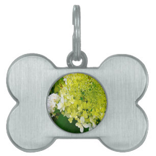 Elegant Chartreuse Green Limelight Hydrangea Pet ID Tag