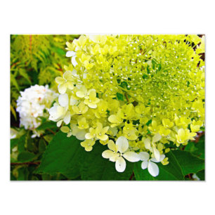 Elegant Chartreuse Green Limelight Hydrangea Photo Print