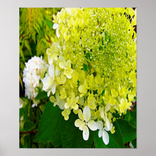 Elegant Chartreuse Green Limelight Hydrangea Poster