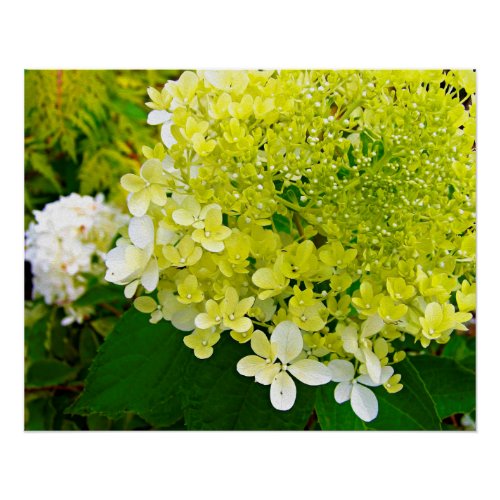 Elegant Chartreuse Green Limelight Hydrangea Poster