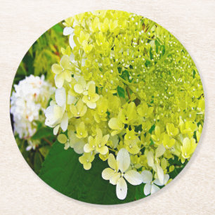 Elegant Chartreuse Green Limelight Hydrangea Round Paper Coaster