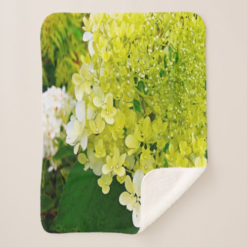 Elegant Chartreuse Green Limelight Hydrangea Sherpa Blanket