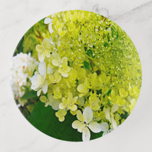 Elegant Chartreuse Green Limelight Hydrangea Trinket Tray
