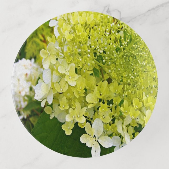 Elegant Chartreuse Green Limelight Hydrangea Trinket Tray (Front)