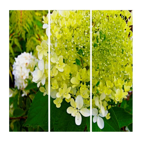 Elegant Chartreuse Green Limelight Hydrangea Triptych