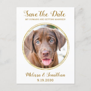 Elegant Chic Gold Custom Pet Photo Dog Wedding Announcement Postcard
