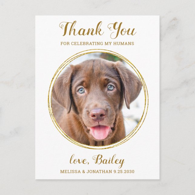 Elegant Chic Gold Pet Dog Wedding Thank You Postcard (Front)