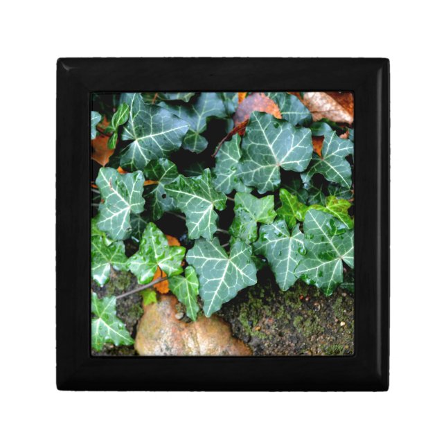 Elegant classic green Ivy and field stone Gift Box (Front)