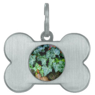 Elegant classic green Ivy and field stone Pet Name Tag