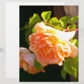 Elegant classic orange peach roses floral (Front/Back)