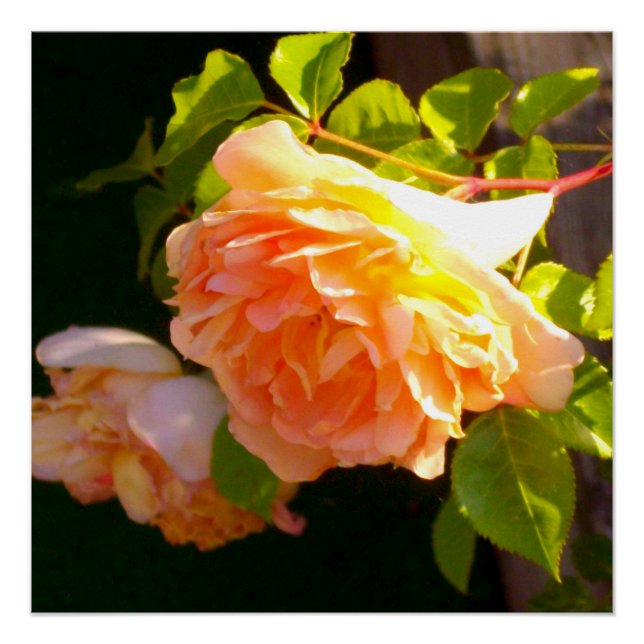 Elegant classic orange peach roses floral poster (Front)