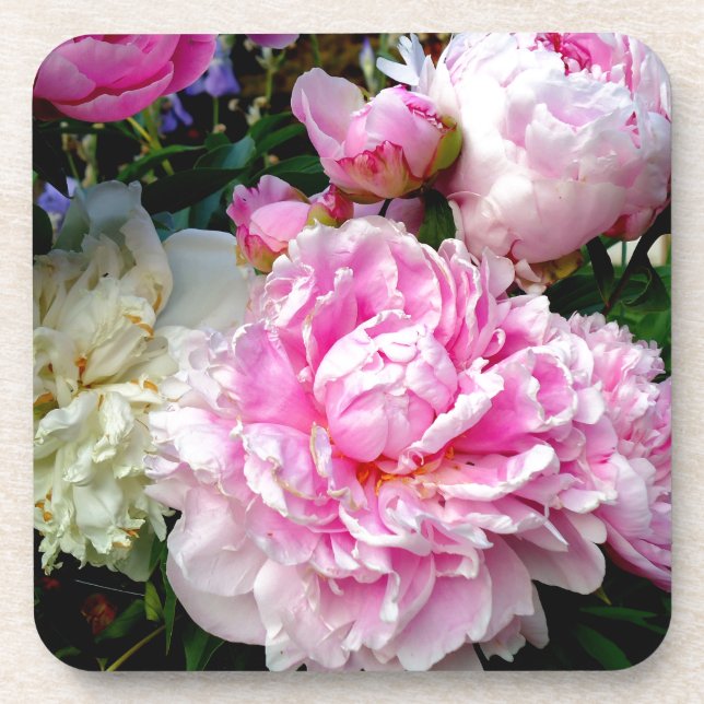 Elegant classic pink white floral peonies coaster (Front)